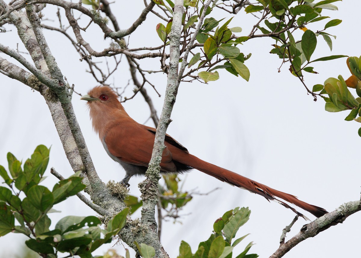 Squirrel Cuckoo (Amazonian) - ML616638484