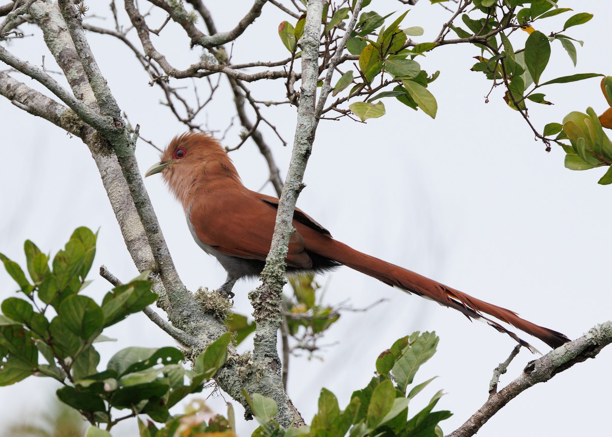 Squirrel Cuckoo (Amazonian) - Silvia Faustino Linhares
