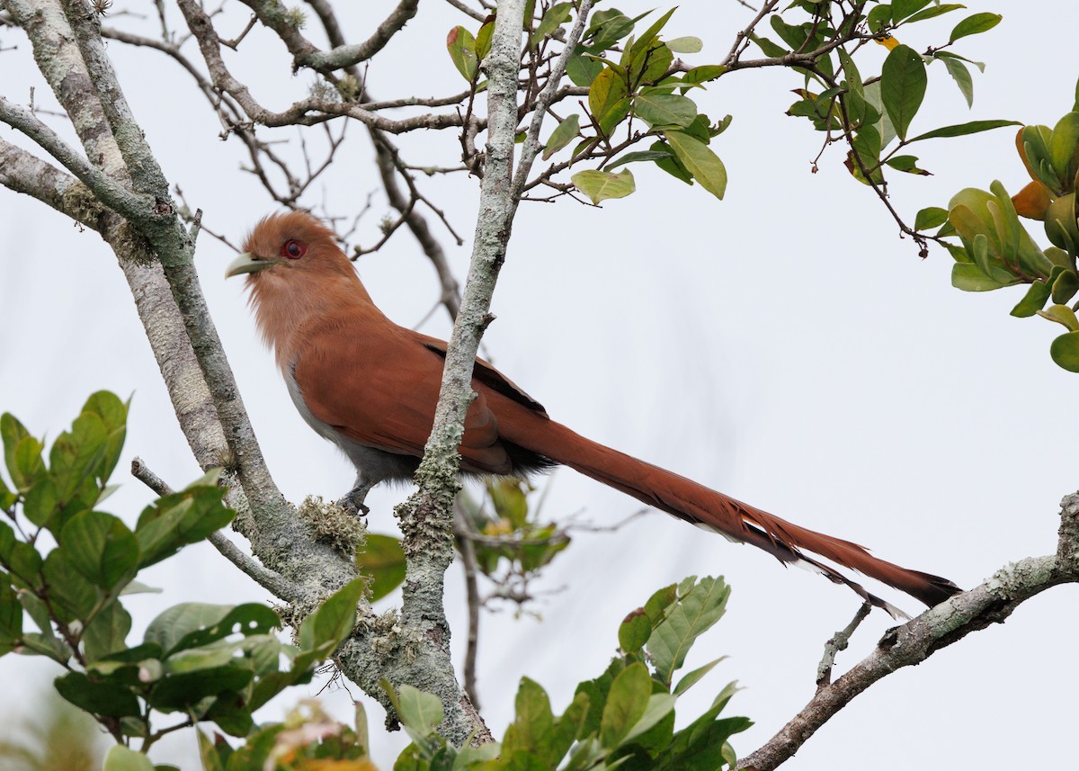 Squirrel Cuckoo (Amazonian) - ML616638486