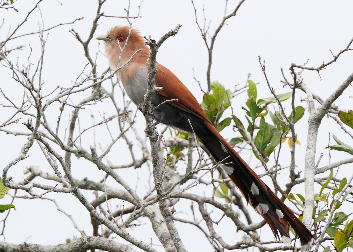 Squirrel Cuckoo (Amazonian) - ML616638487