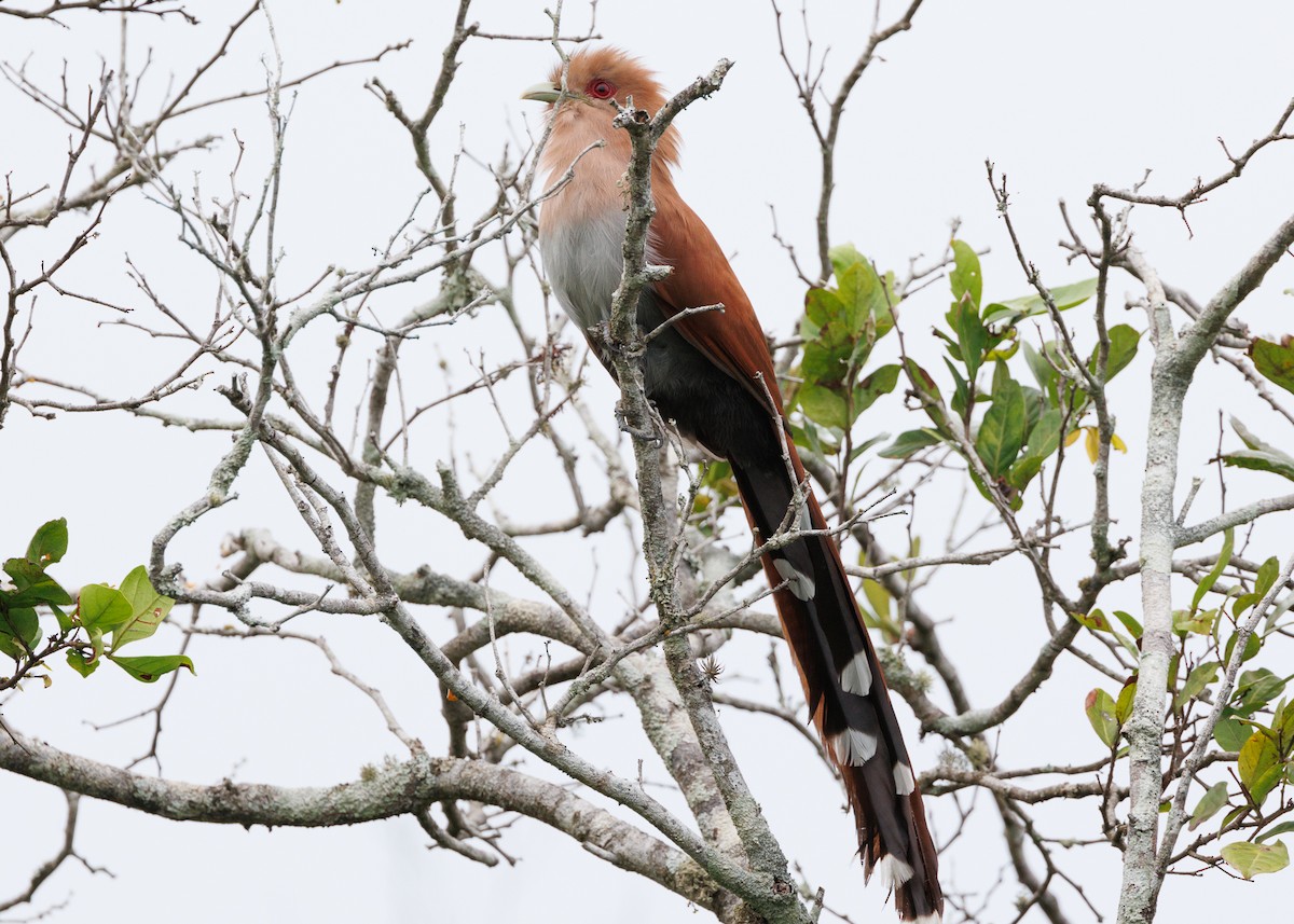 Squirrel Cuckoo (Amazonian) - ML616638488
