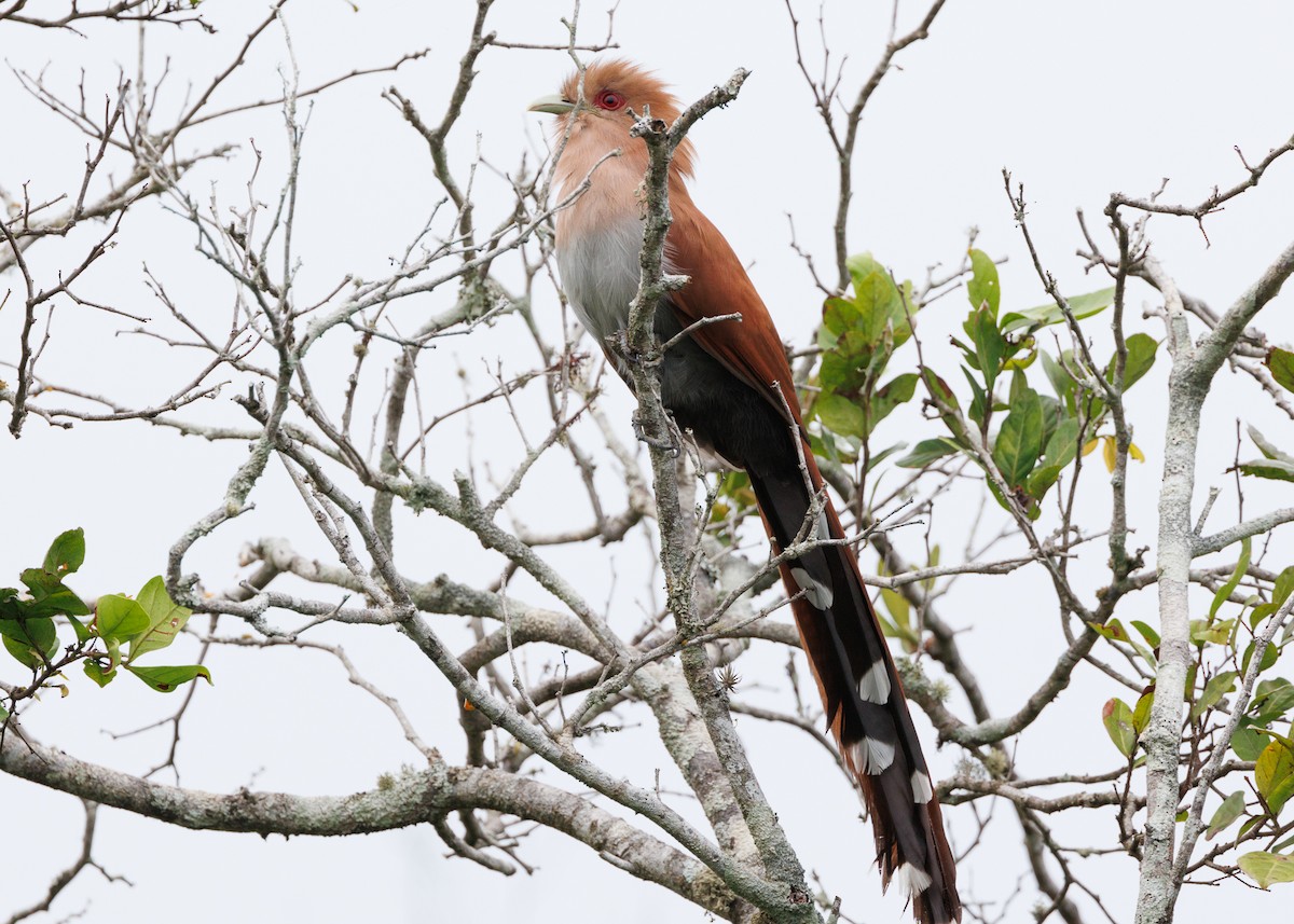 Squirrel Cuckoo (Amazonian) - ML616638489