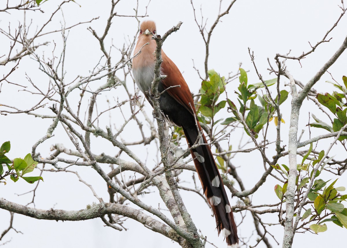 Squirrel Cuckoo (Amazonian) - ML616638490