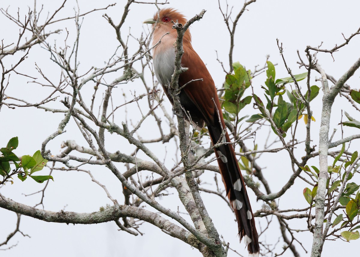 Squirrel Cuckoo (Amazonian) - ML616638491