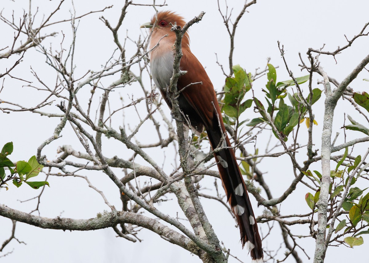 Squirrel Cuckoo (Amazonian) - Silvia Faustino Linhares