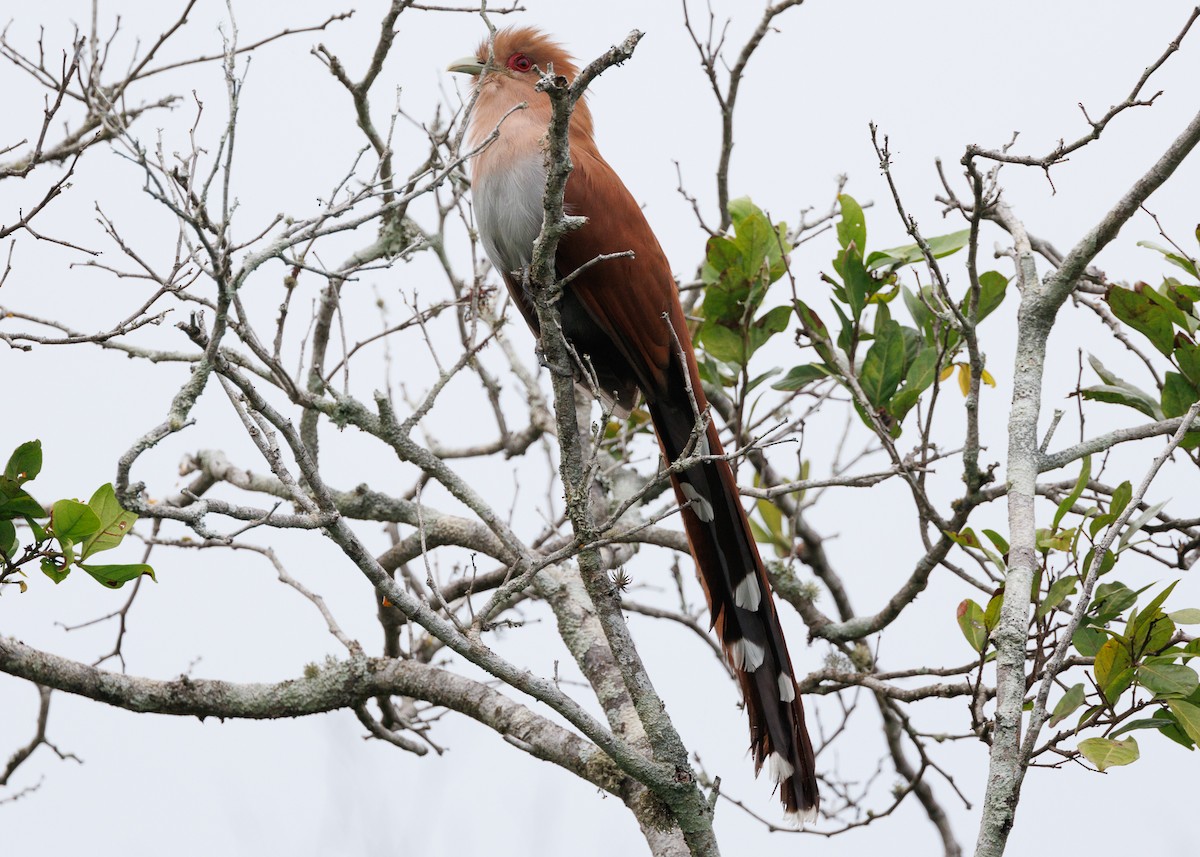 Squirrel Cuckoo (Amazonian) - ML616638493