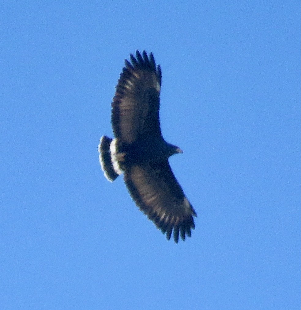 Common Black Hawk (Common) - ML616638495