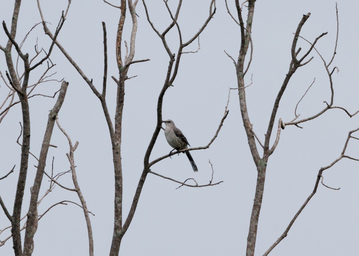 Tropical Mockingbird (Southern) - ML616638569