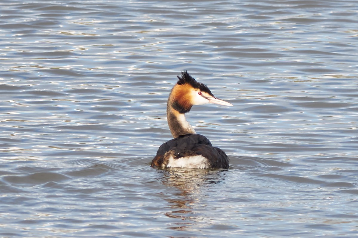 Great Crested Grebe - ML616638650