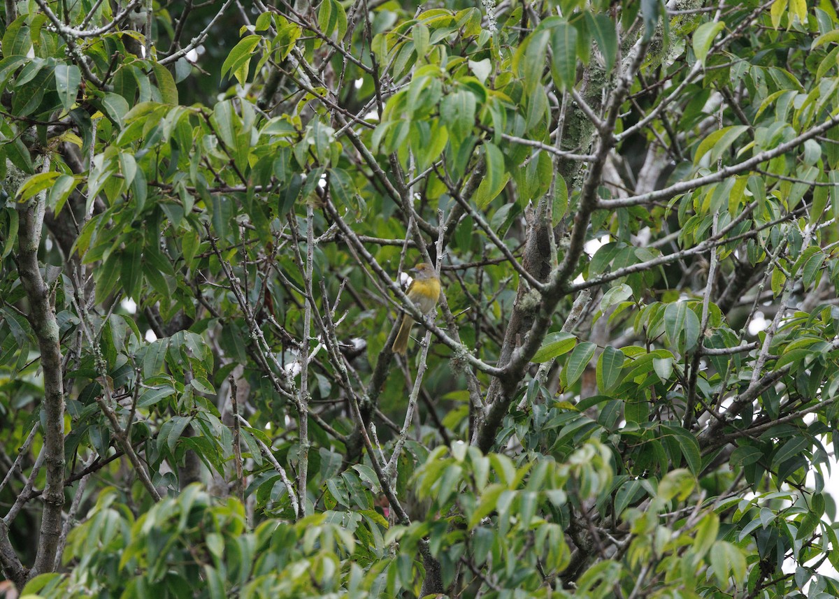 Sarı Gerdanlı Yaprak Vireosu (thoracicus) - ML616638666