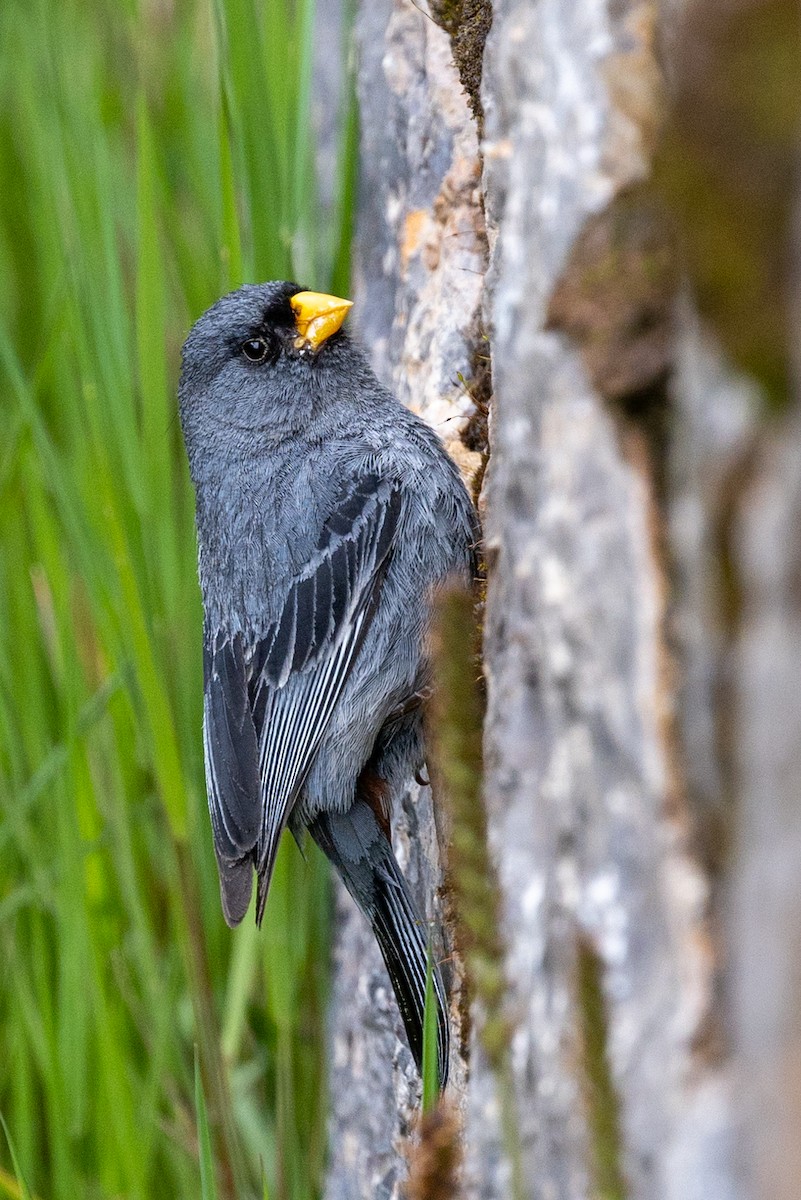 Band-tailed Seedeater - Lutz Duerselen