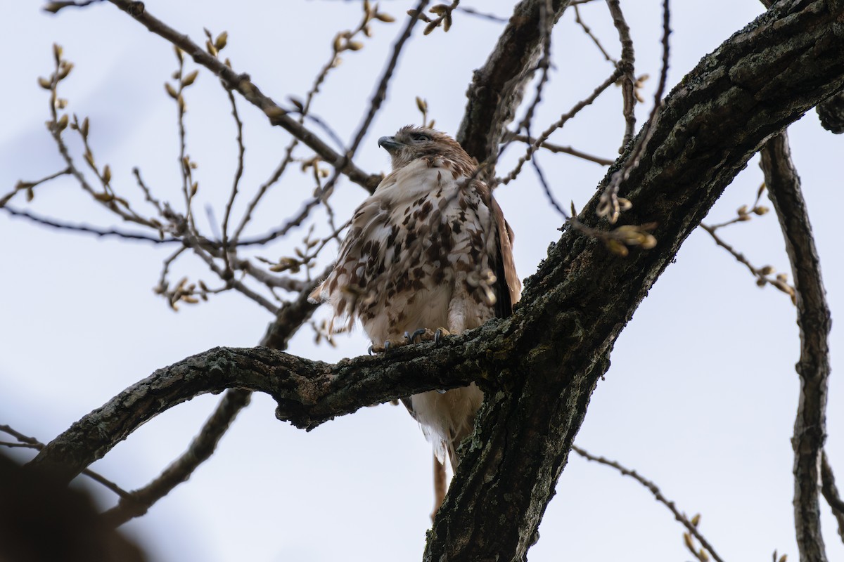 Red-tailed Hawk - ML616638844