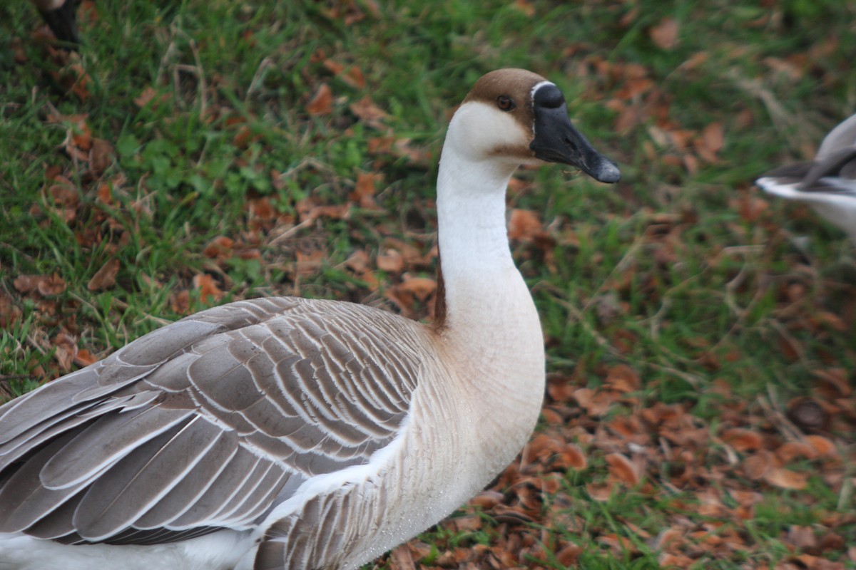 Swan Goose (Domestic type) - ML616638851