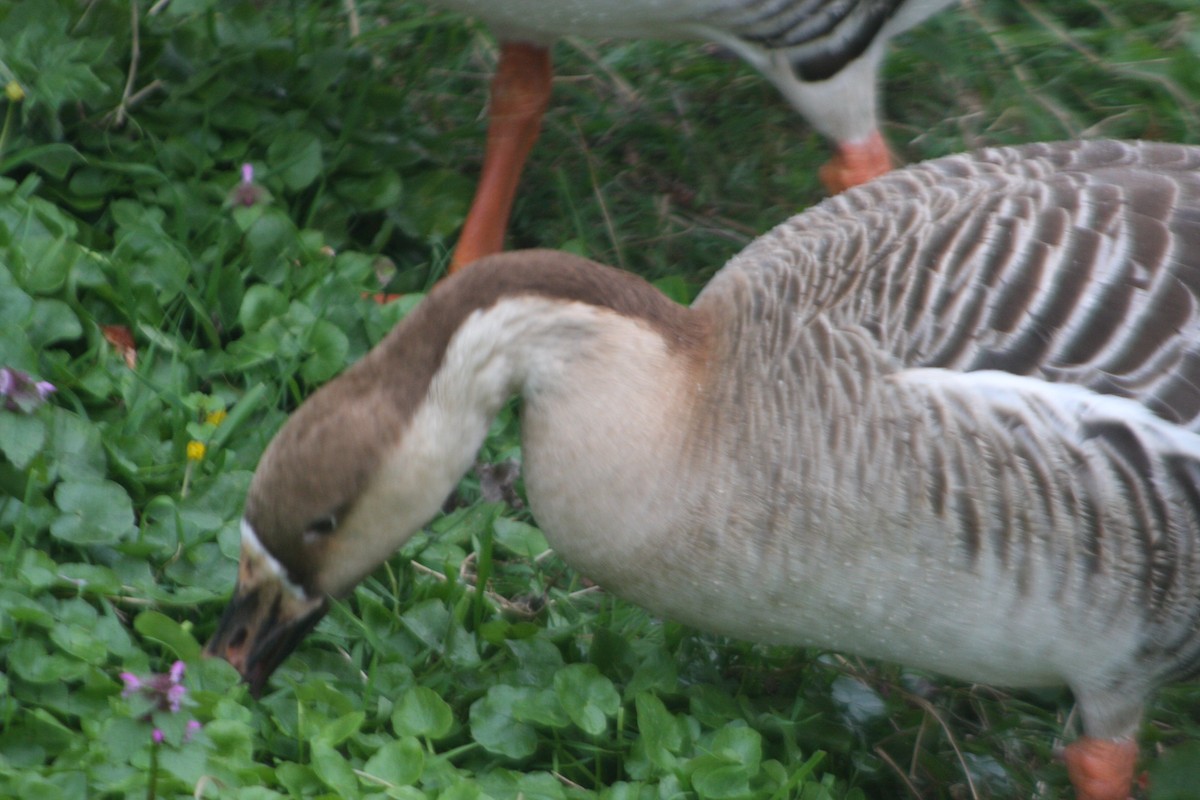 Swan Goose (Domestic type) - ML616638853