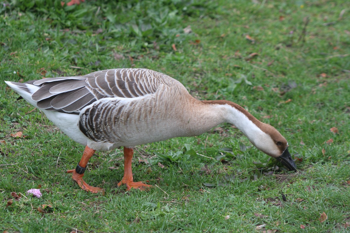 Swan Goose (Domestic type) - ML616638856
