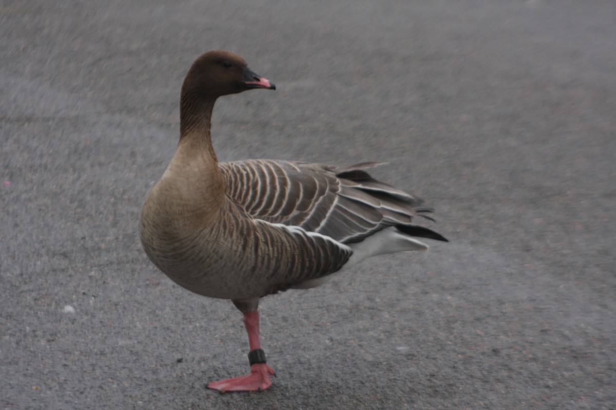 Pink-footed Goose - ML616638861