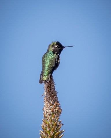 Anna's Hummingbird - James Kendall
