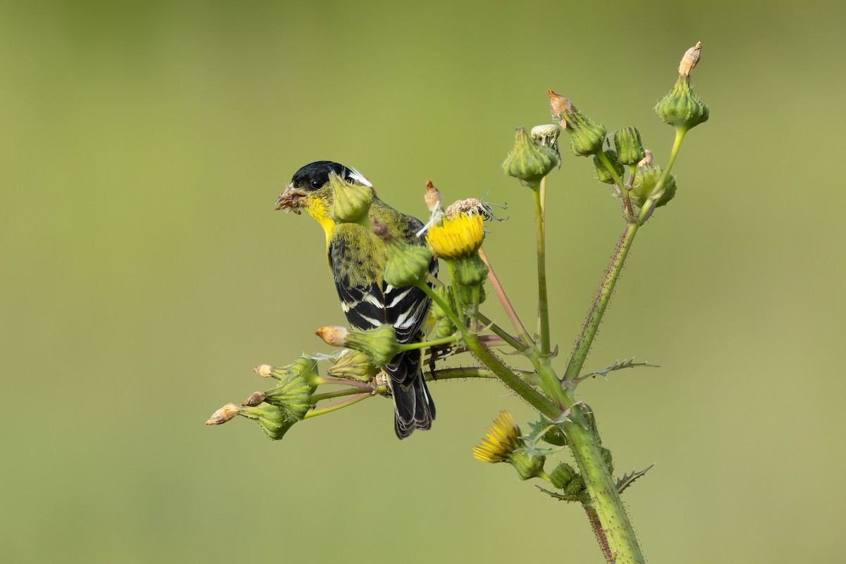 Lesser Goldfinch - Barry Rowan