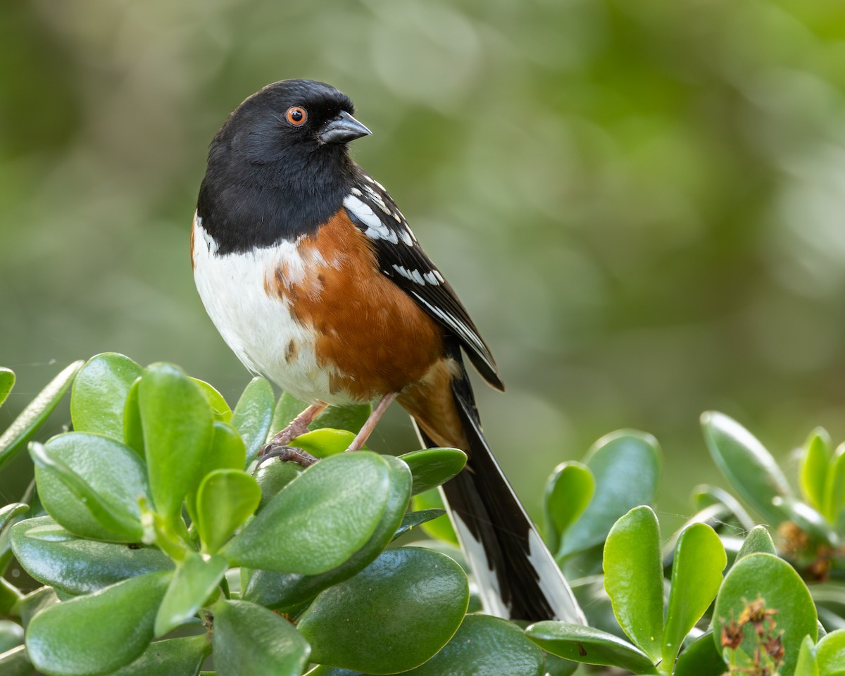 Spotted Towhee - ML616638887