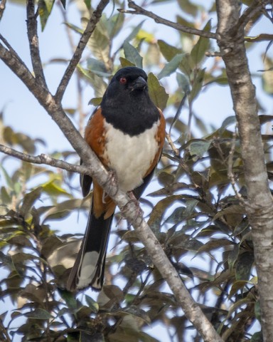 Spotted Towhee - James Kendall