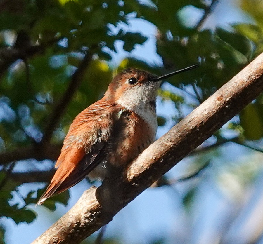 Rufous Hummingbird - Eunice Schroeder