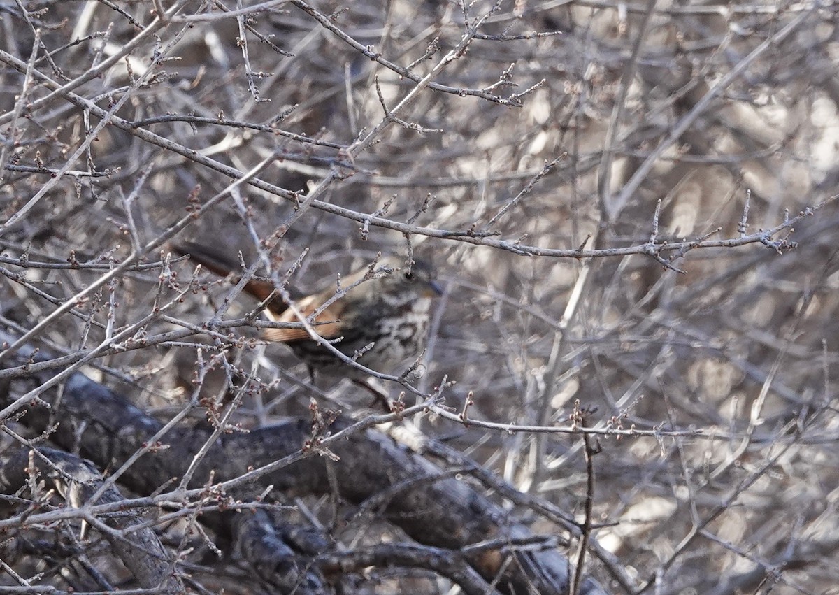 Fox Sparrow (Slate-colored) - ML616639011