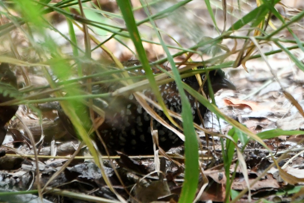 Black-breasted Buttonquail - ML616639082