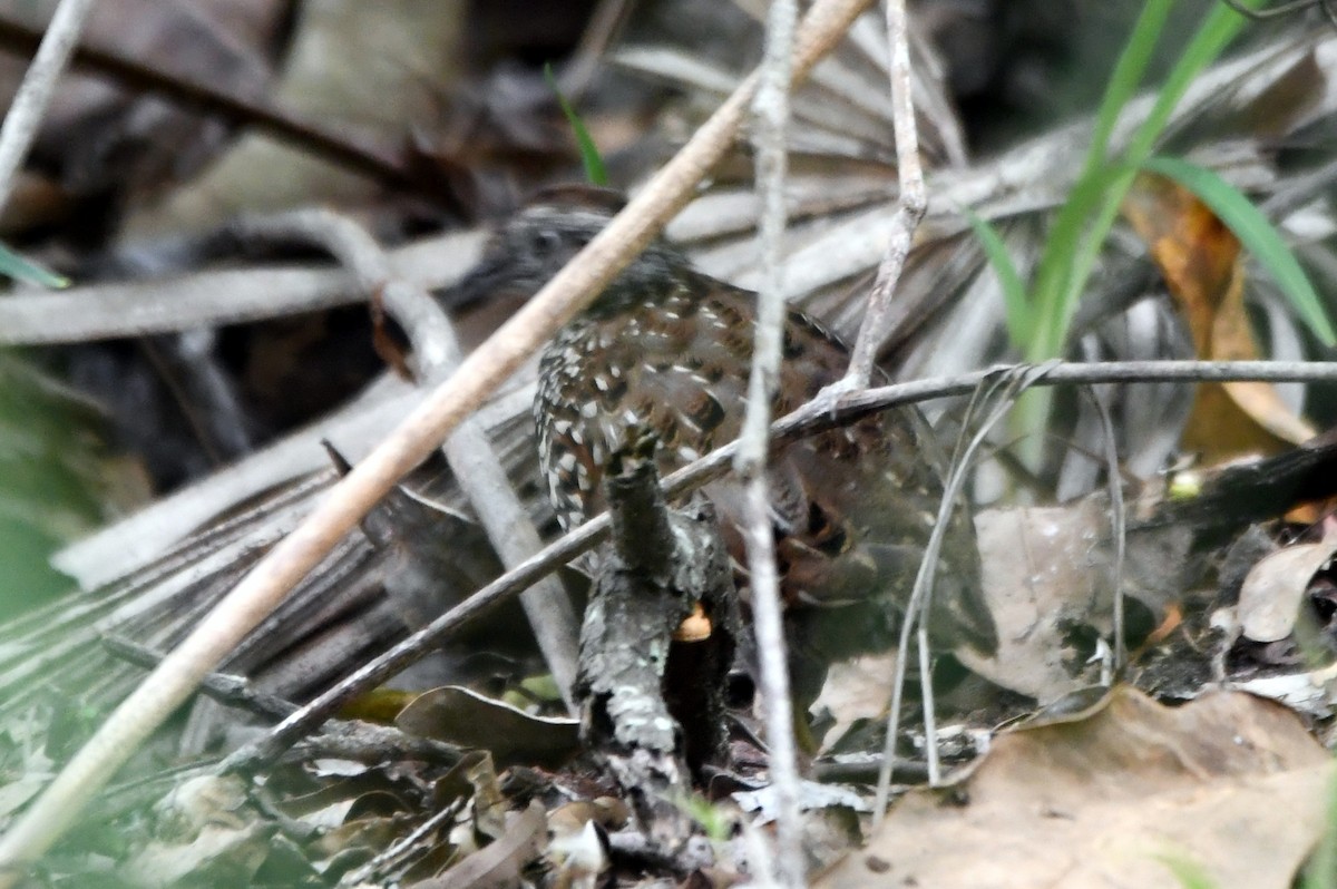 Black-breasted Buttonquail - ML616639083