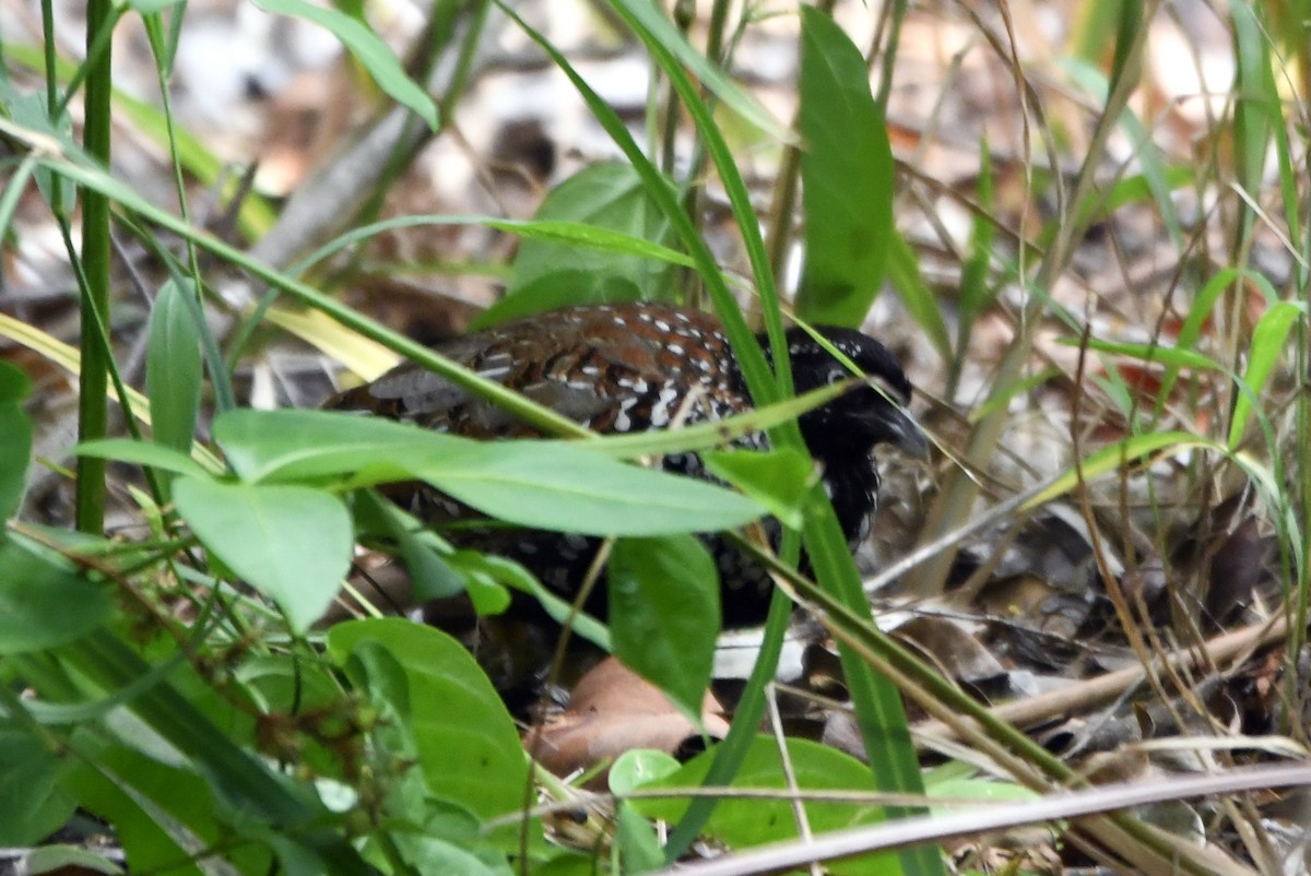 Black-breasted Buttonquail - ML616639084