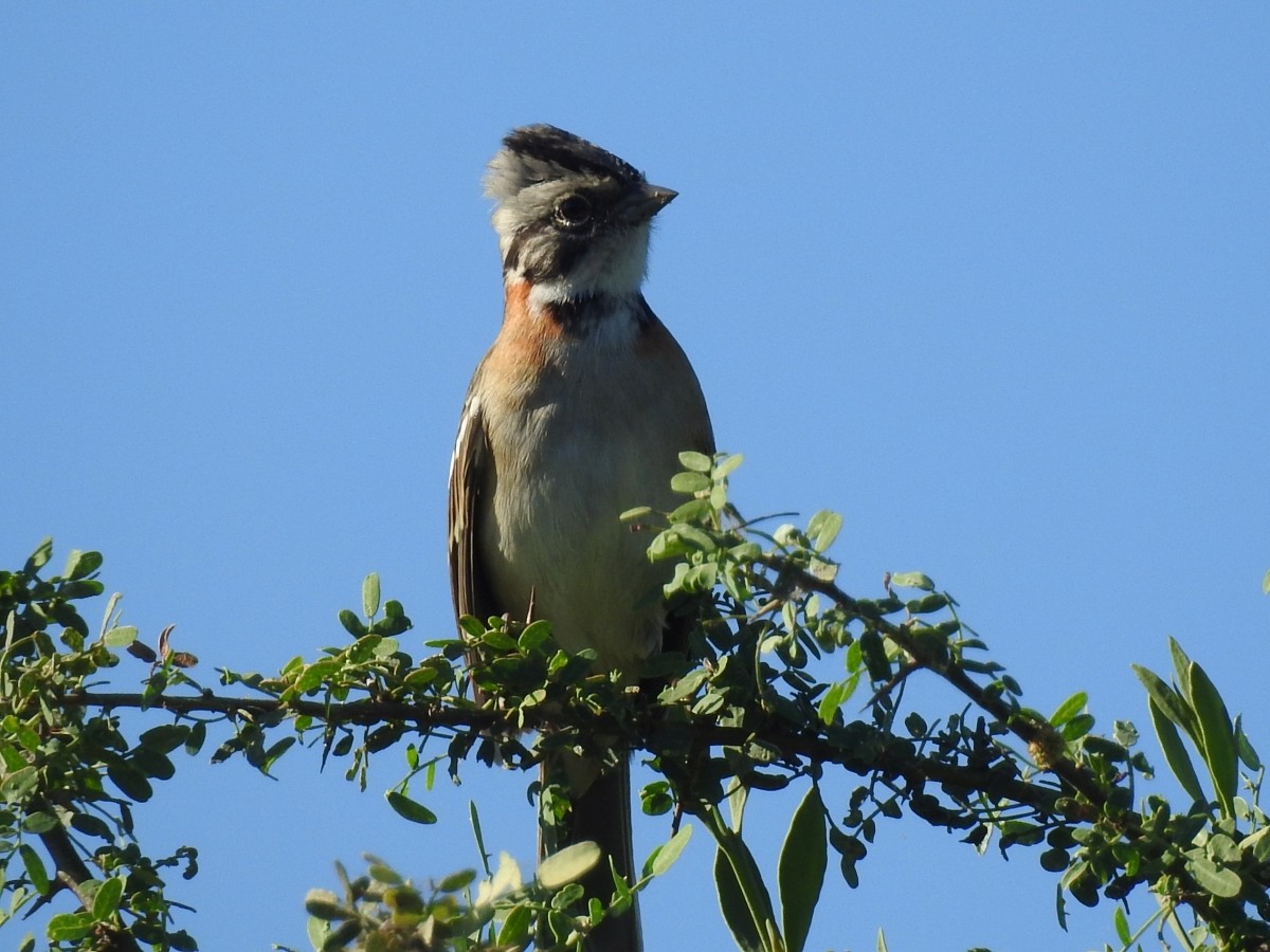 Rufous-collared Sparrow - ML616639255