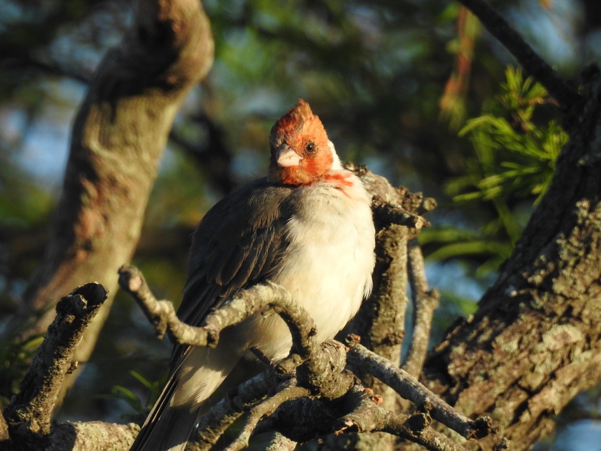Red-crested Cardinal - ML616639259