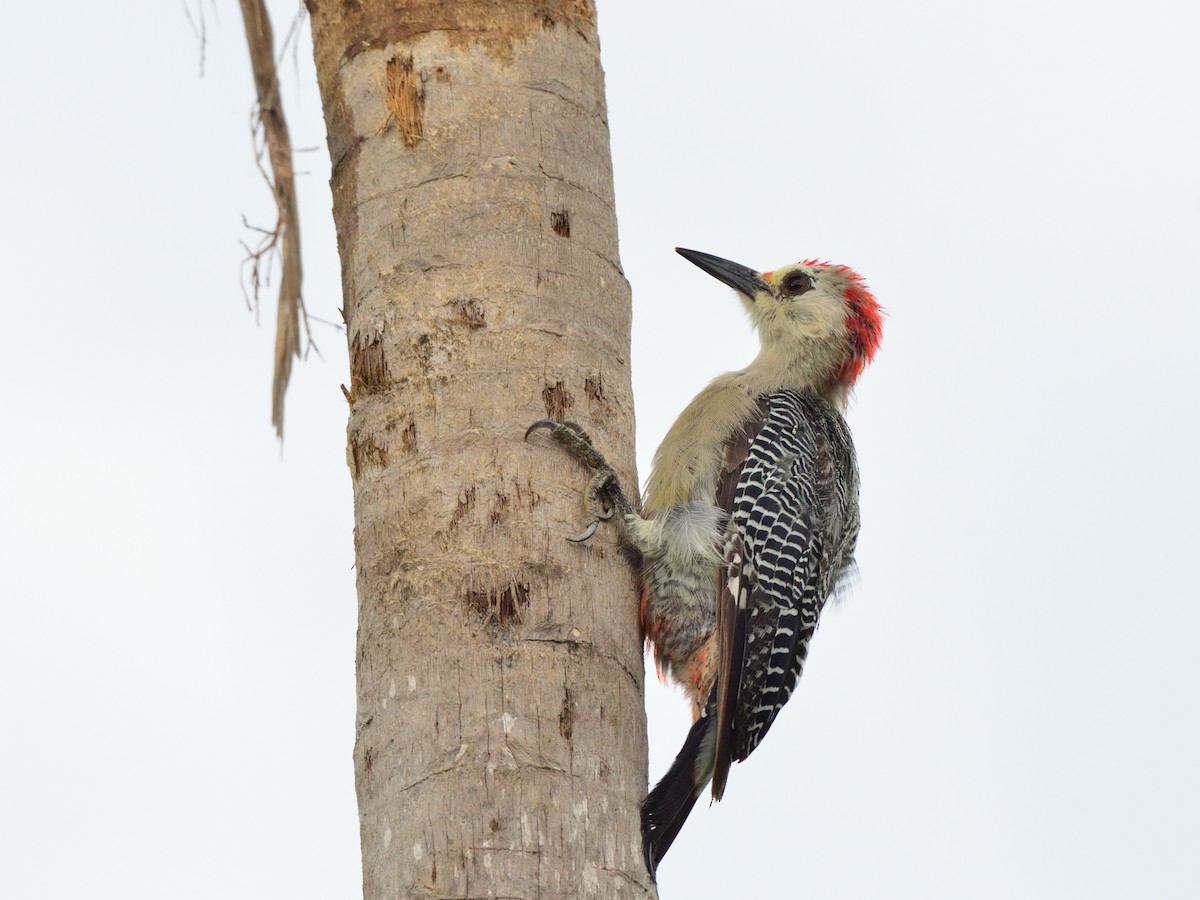 Golden-fronted Woodpecker - ML616639603