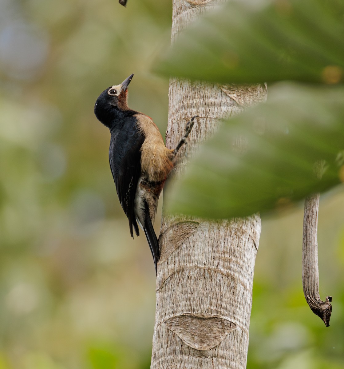 Puerto Rican Woodpecker - ML616639638