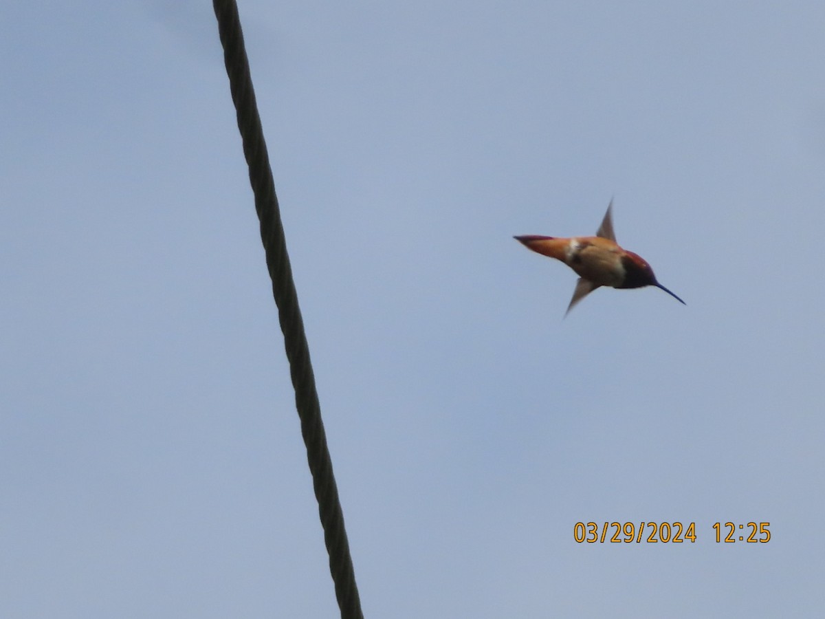 Allen's Hummingbird - ML616639898