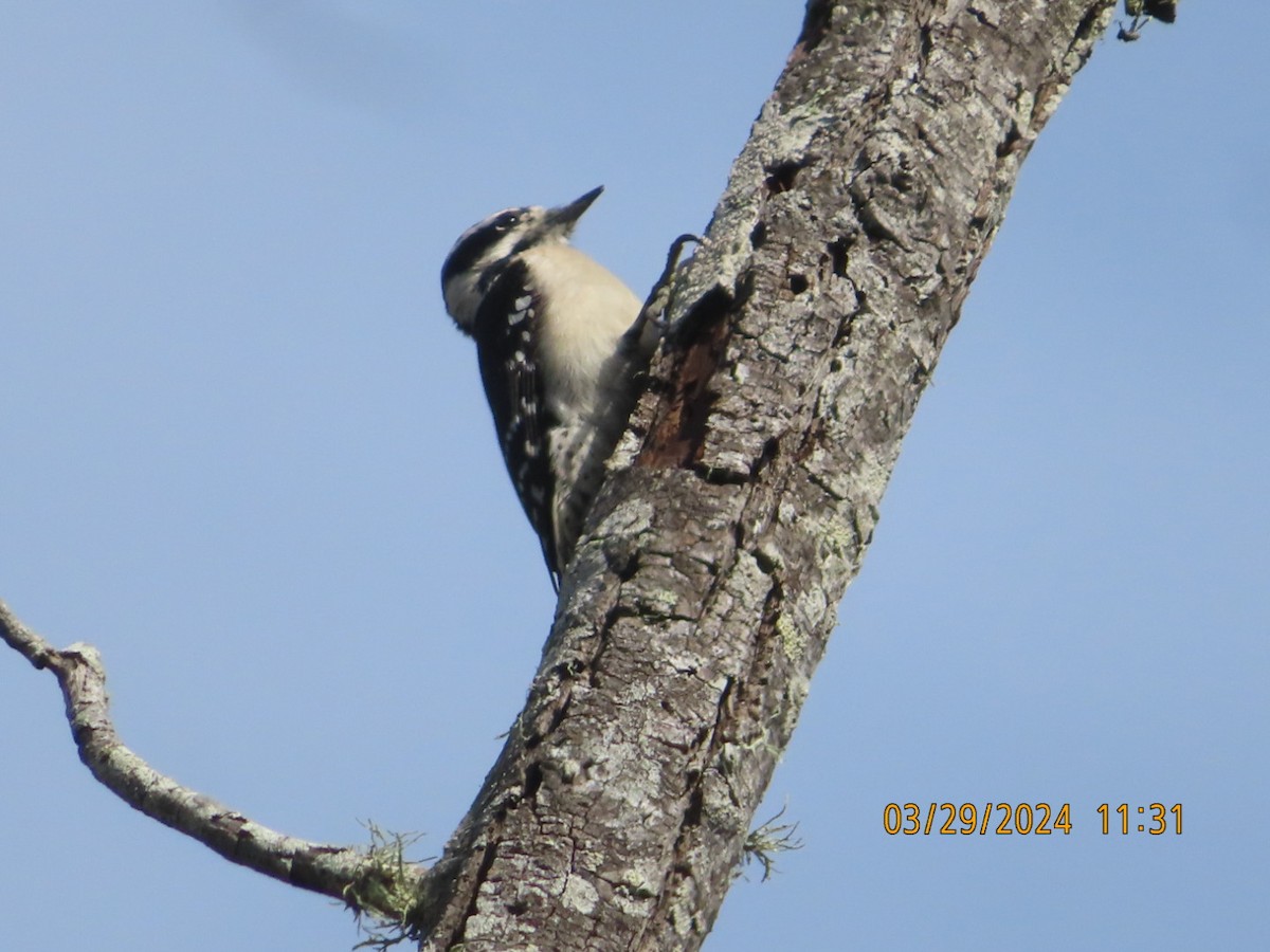 Downy Woodpecker - ML616639920