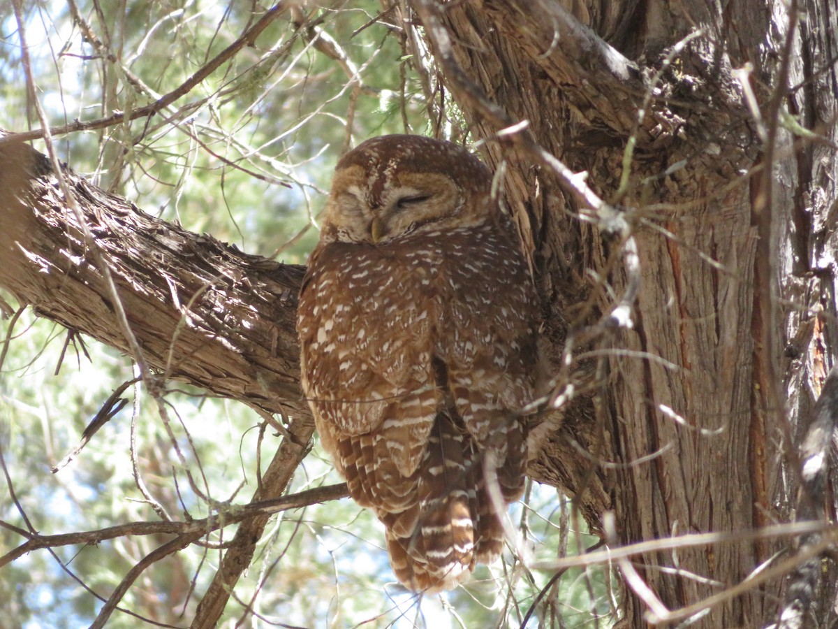 Spotted Owl - ML616639948