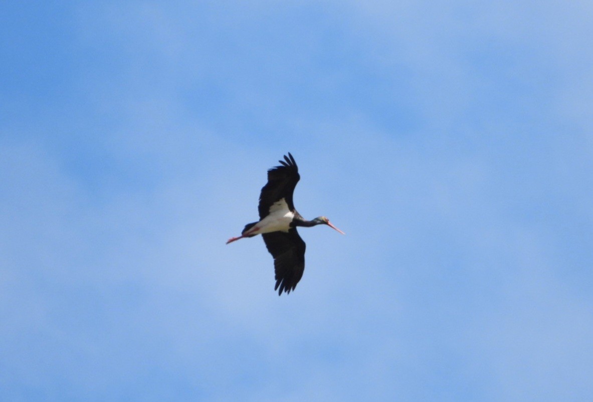 Black Stork - ML616639958