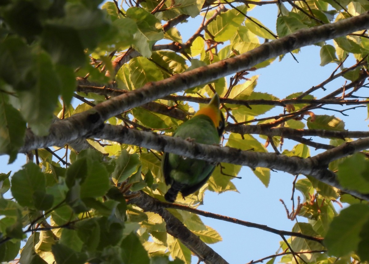 Long-tailed Broadbill - Arthur Gomes