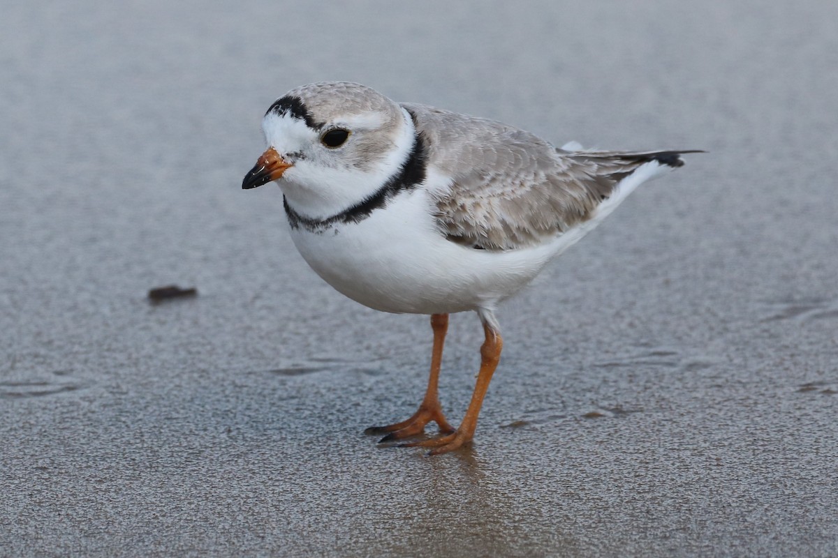 Piping Plover - ML616640045