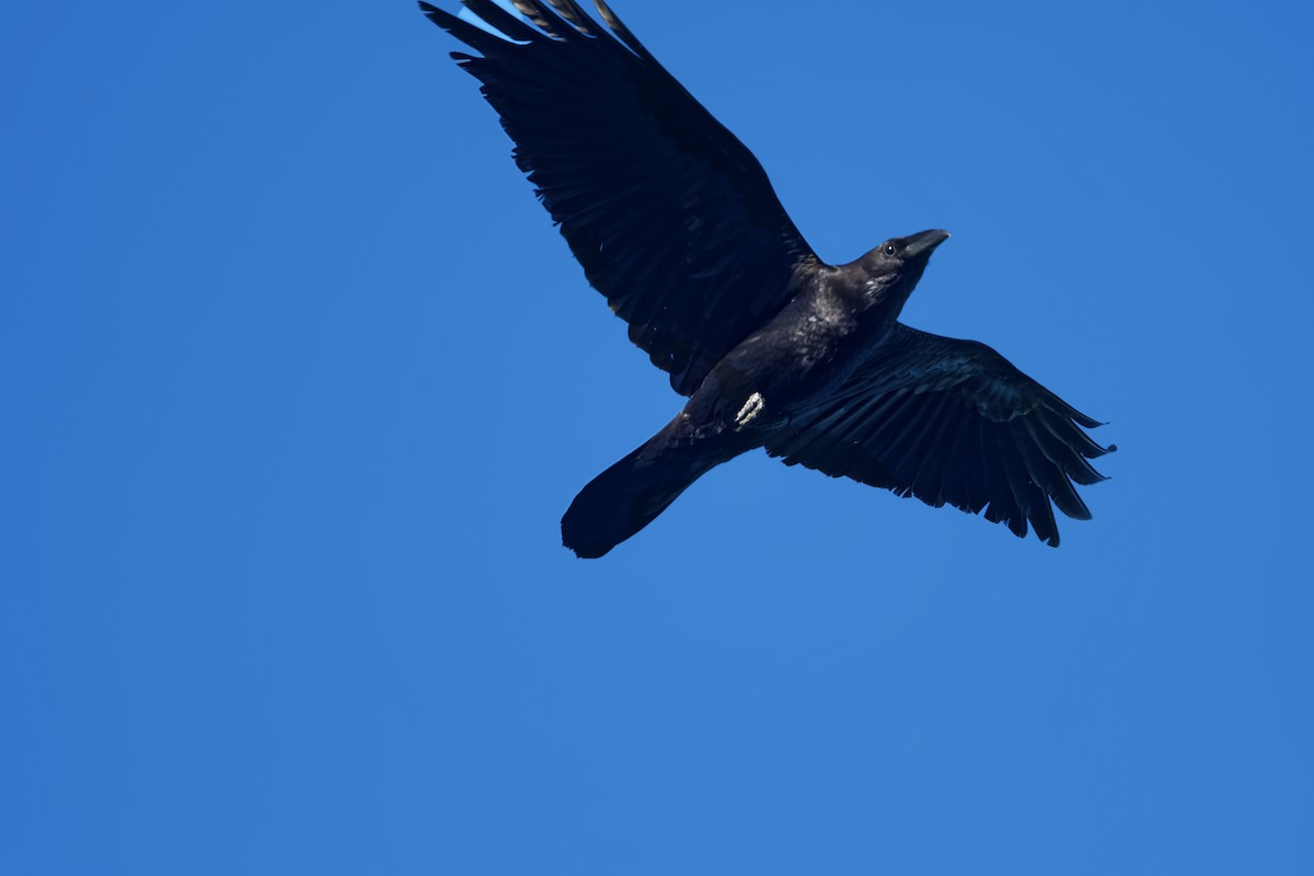 Chihuahuan Raven - ML616640047