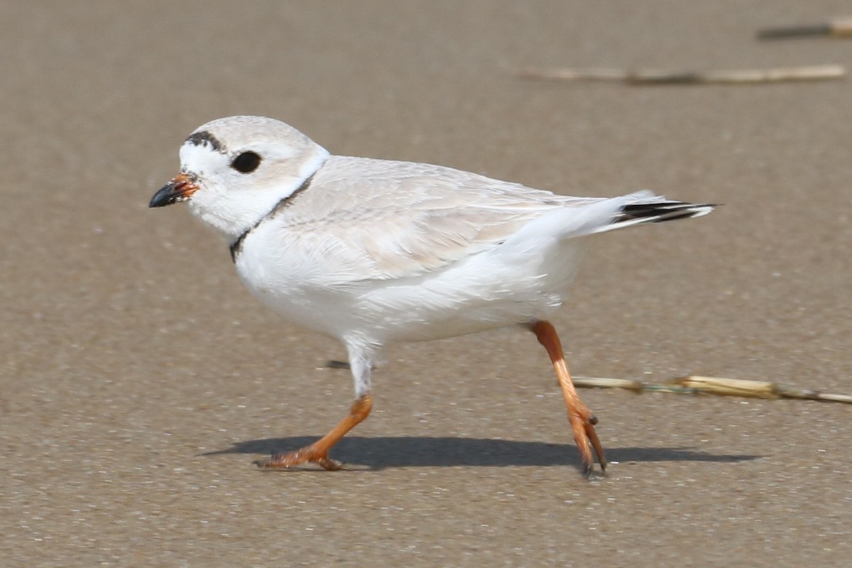 Piping Plover - ML616640053