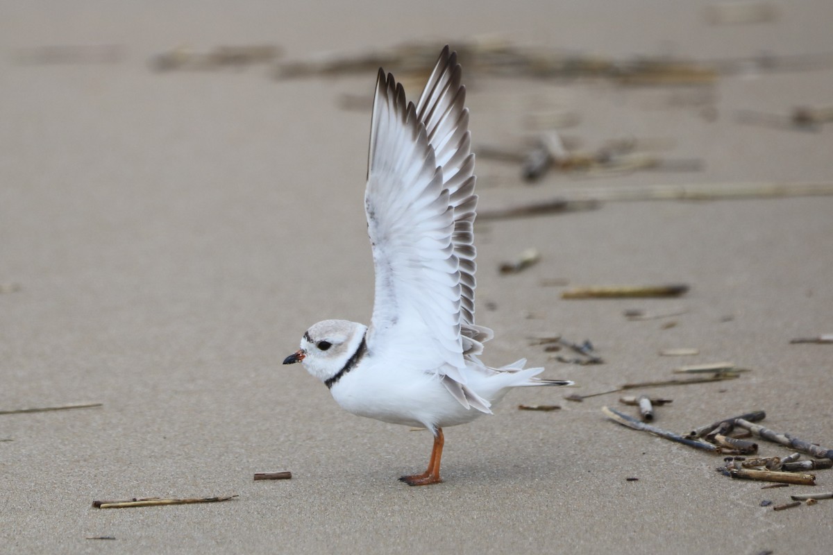 Piping Plover - ML616640066