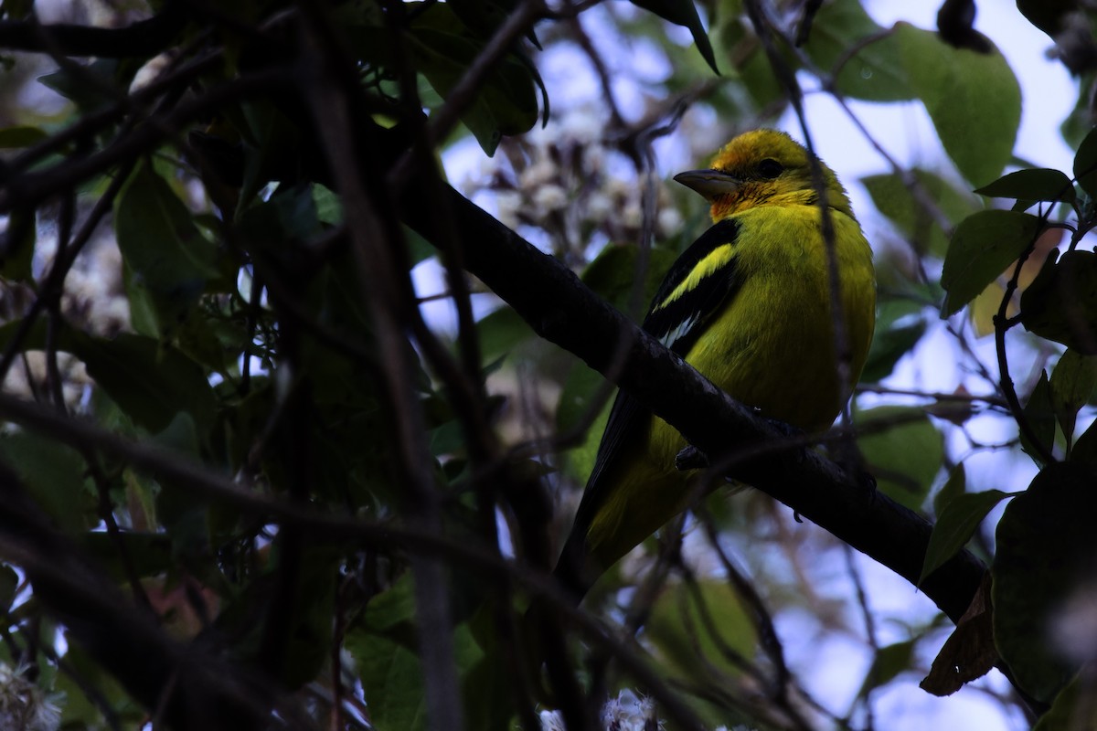 Western Tanager - ML616640116