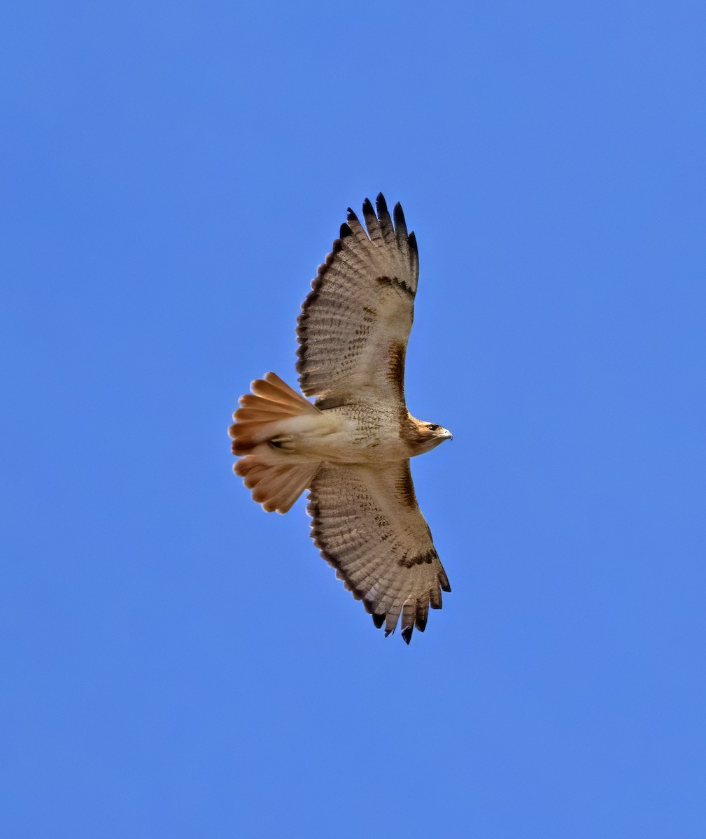 Red-tailed Hawk (borealis) - ML616640234