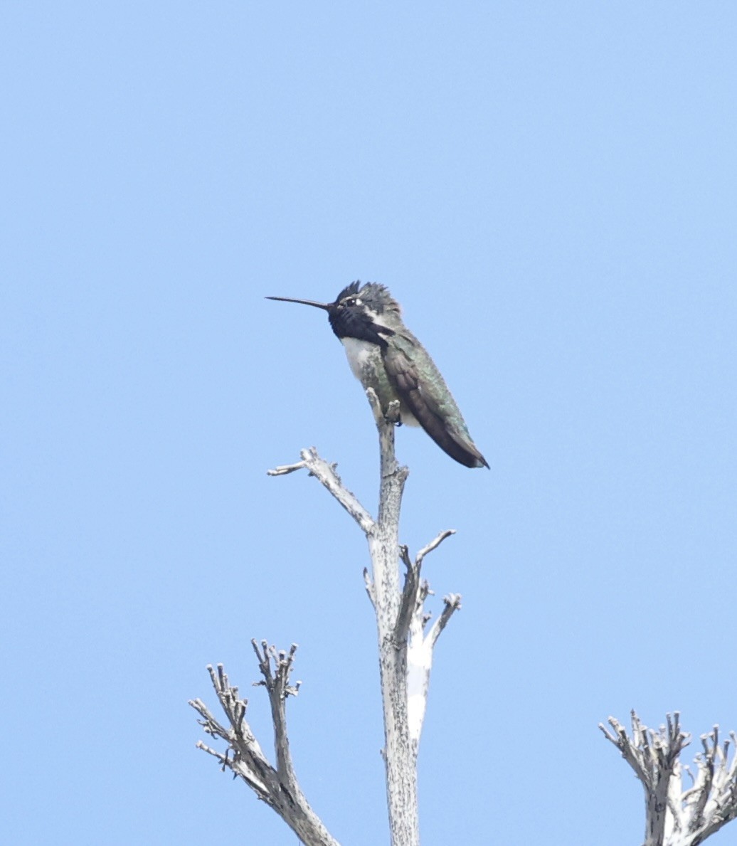 Costa's Hummingbird - ML616640239