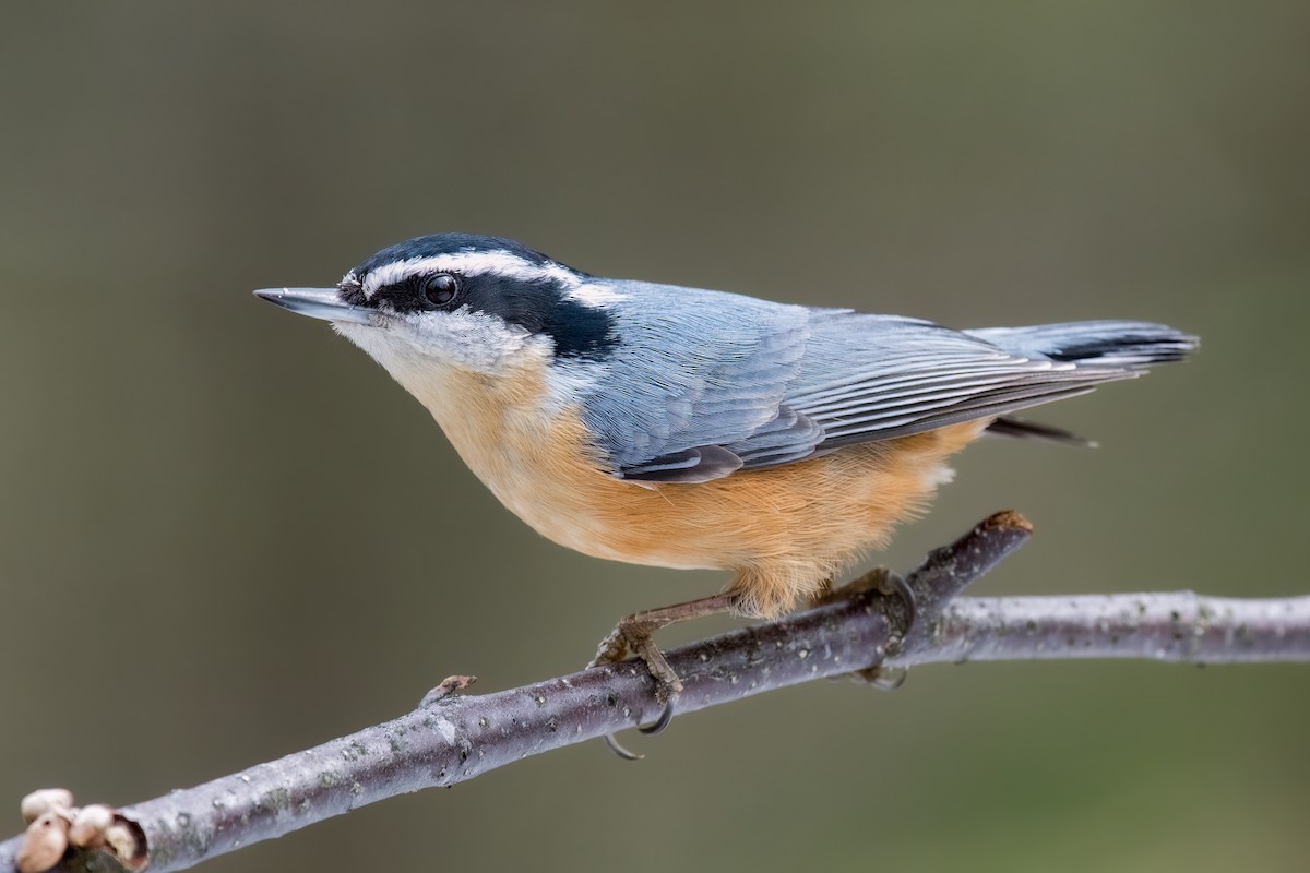 Red-breasted Nuthatch - ML616640294