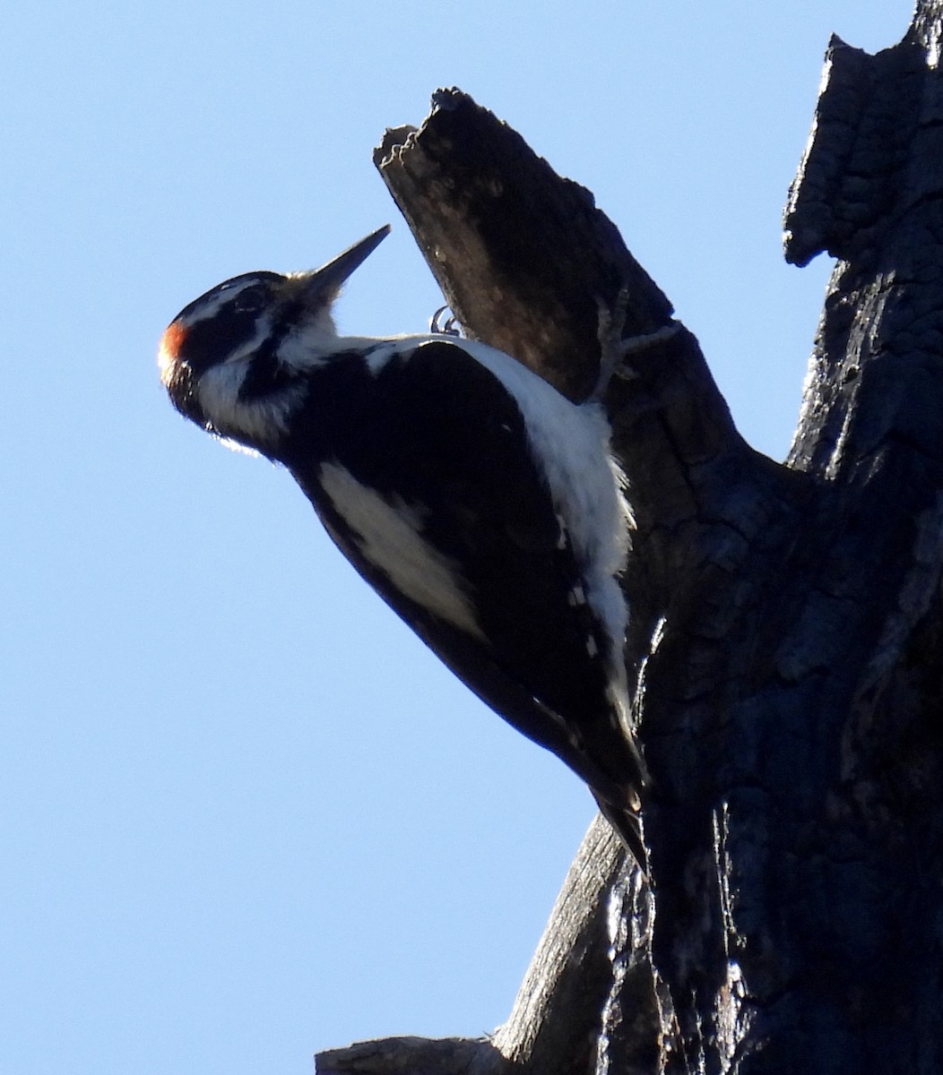 Hairy Woodpecker - Chris Parsons