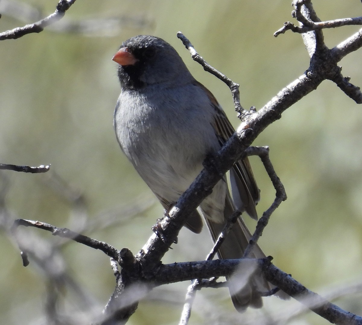 Black-chinned Sparrow - ML616640427
