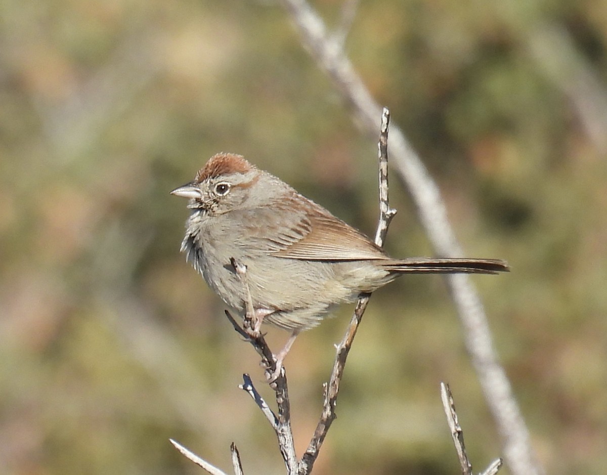Rufous-crowned Sparrow - ML616640460