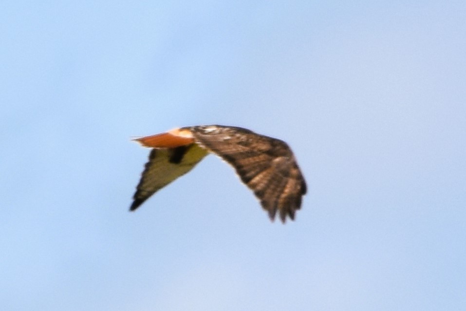 Red-tailed Hawk (borealis) - ML616640621